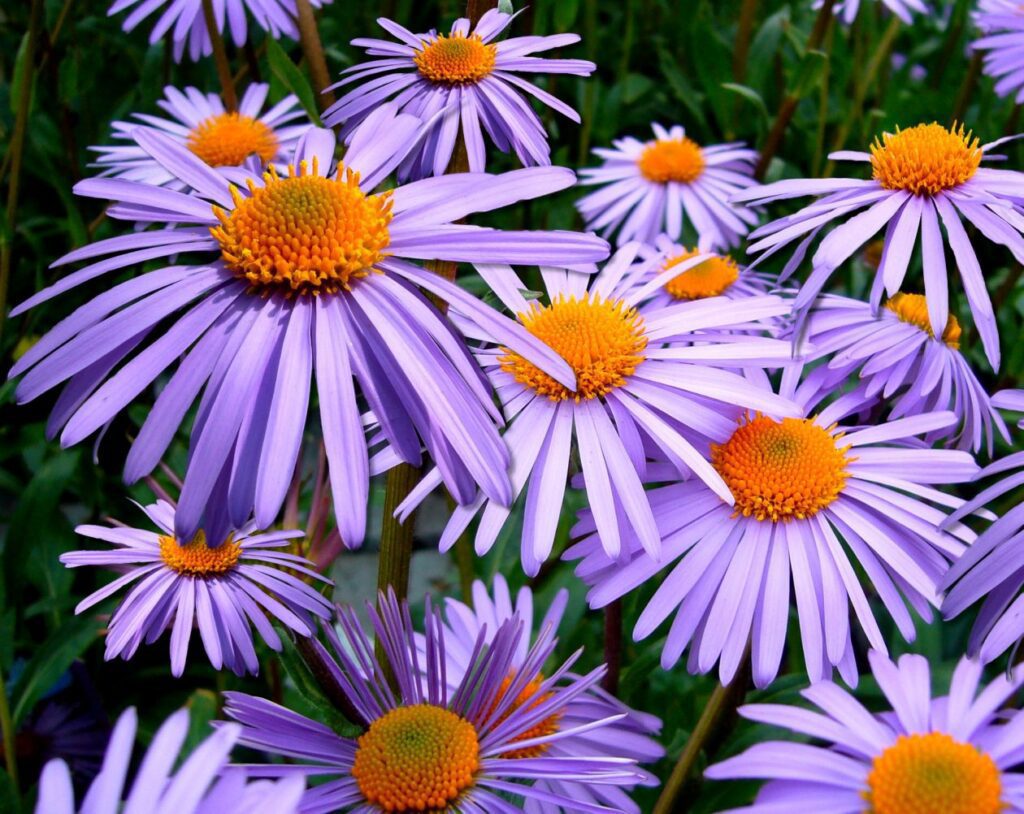 Aster tongolensis Stock Free