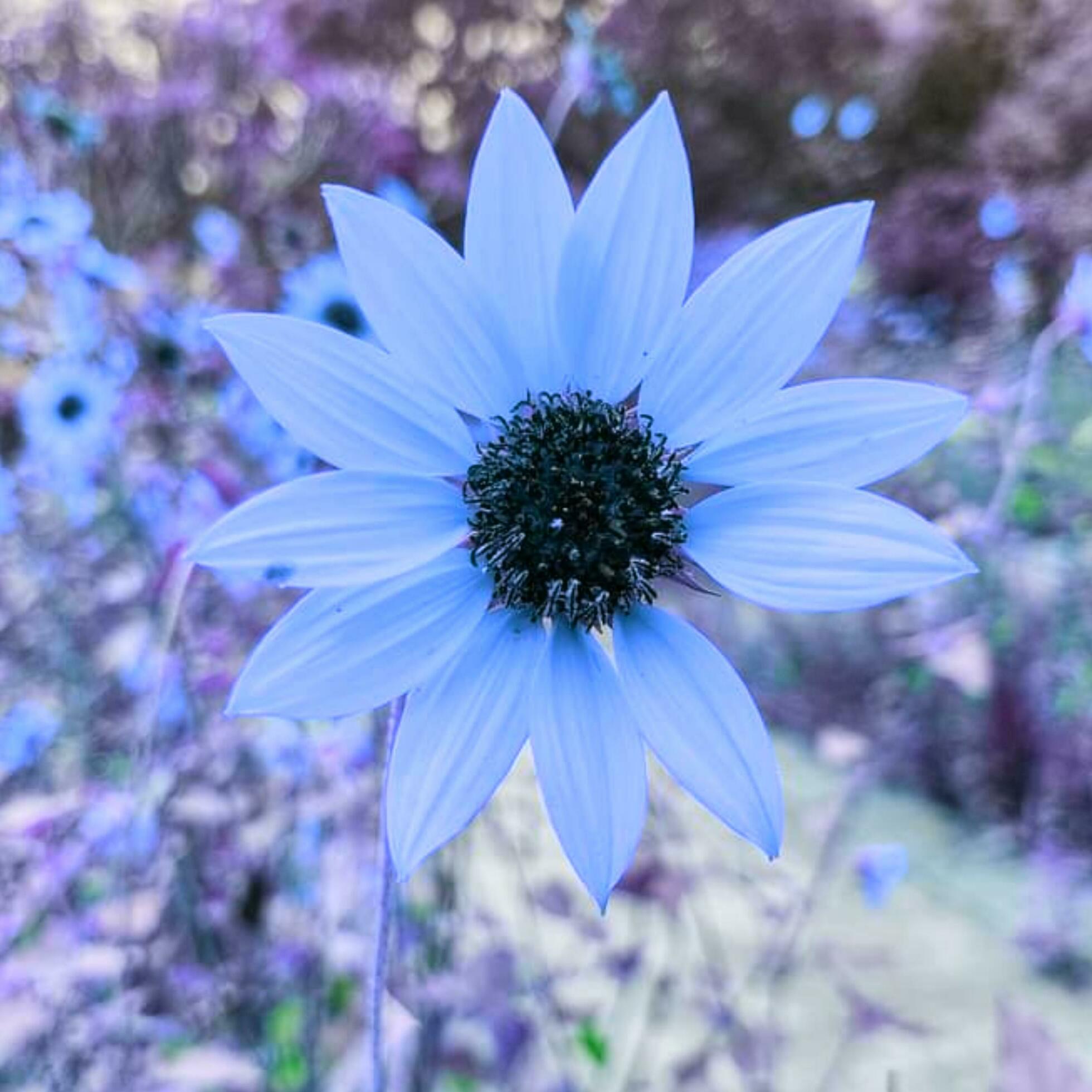 Beautiful blooming flower in the garden Stock Free