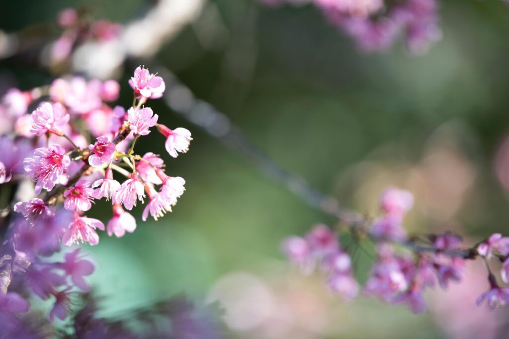 Beautiful pink flower background Stock Free