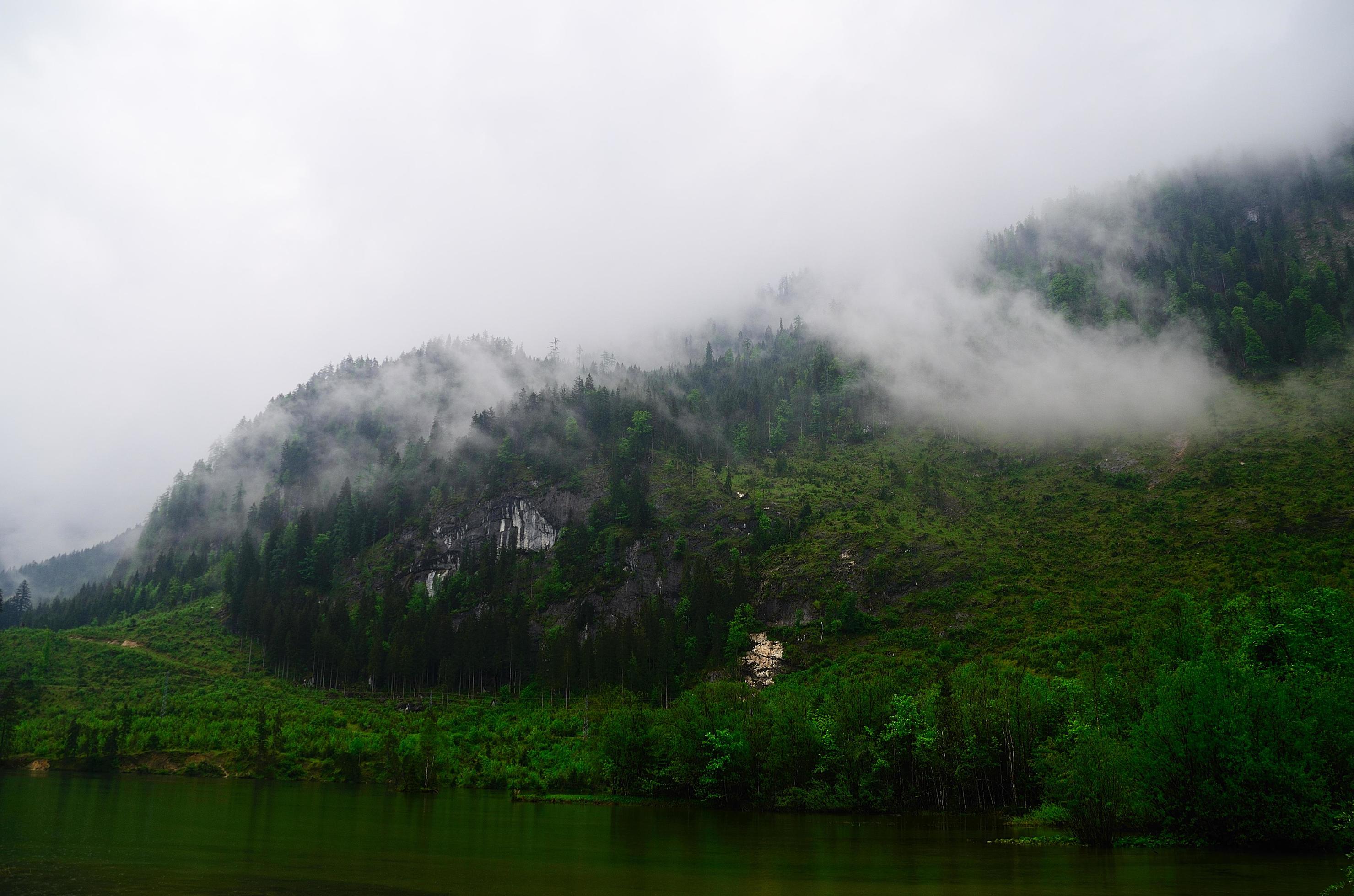 lake in green nature with fog Stock Free