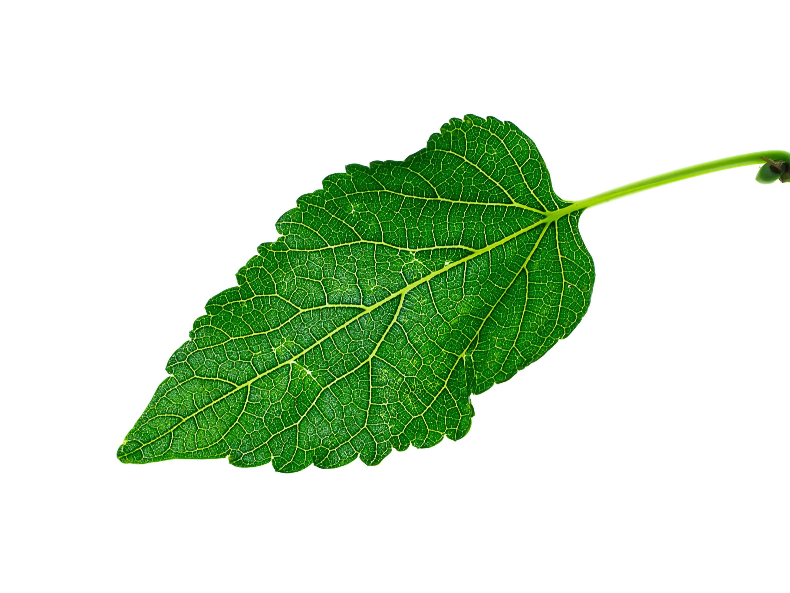 Close up leaf on white background. Stock Free