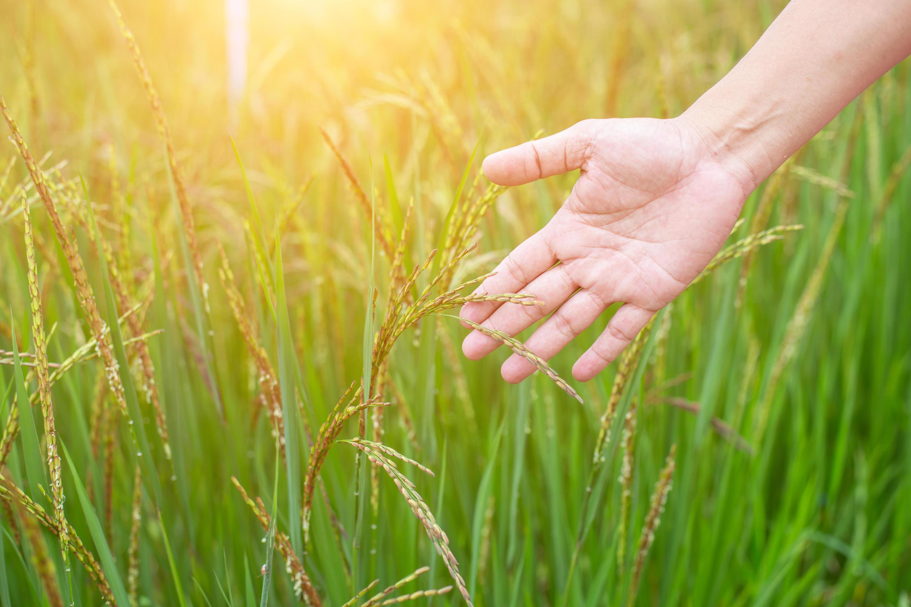 Hand of Young Woman Enjoying Nature with sunrise. Stock Free