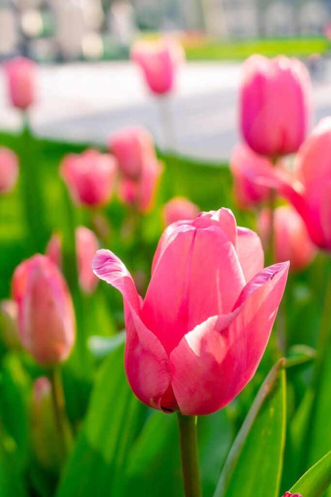 Background of many bright pink tulips. Floral background from a carpet of bright pink tulips. Stock Free