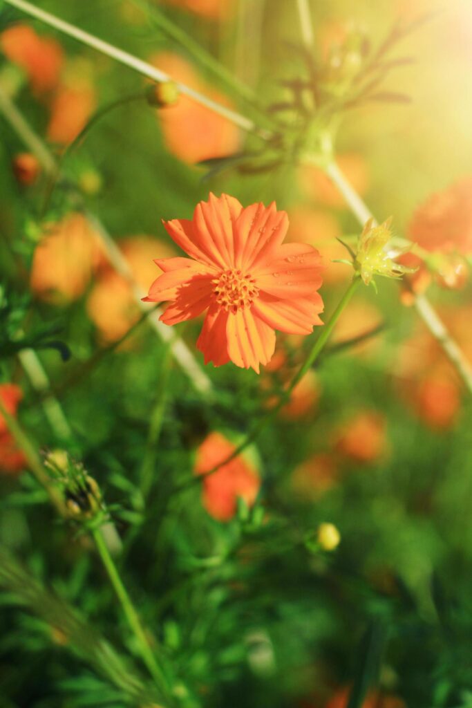 Beautiful Sulfur Cosmos or Yellow Cosmos flowers field in sunlight Stock Free