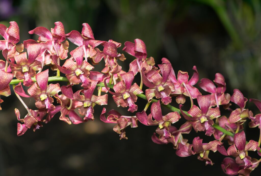 Red Rhynchostylis orchid flower Stock Free