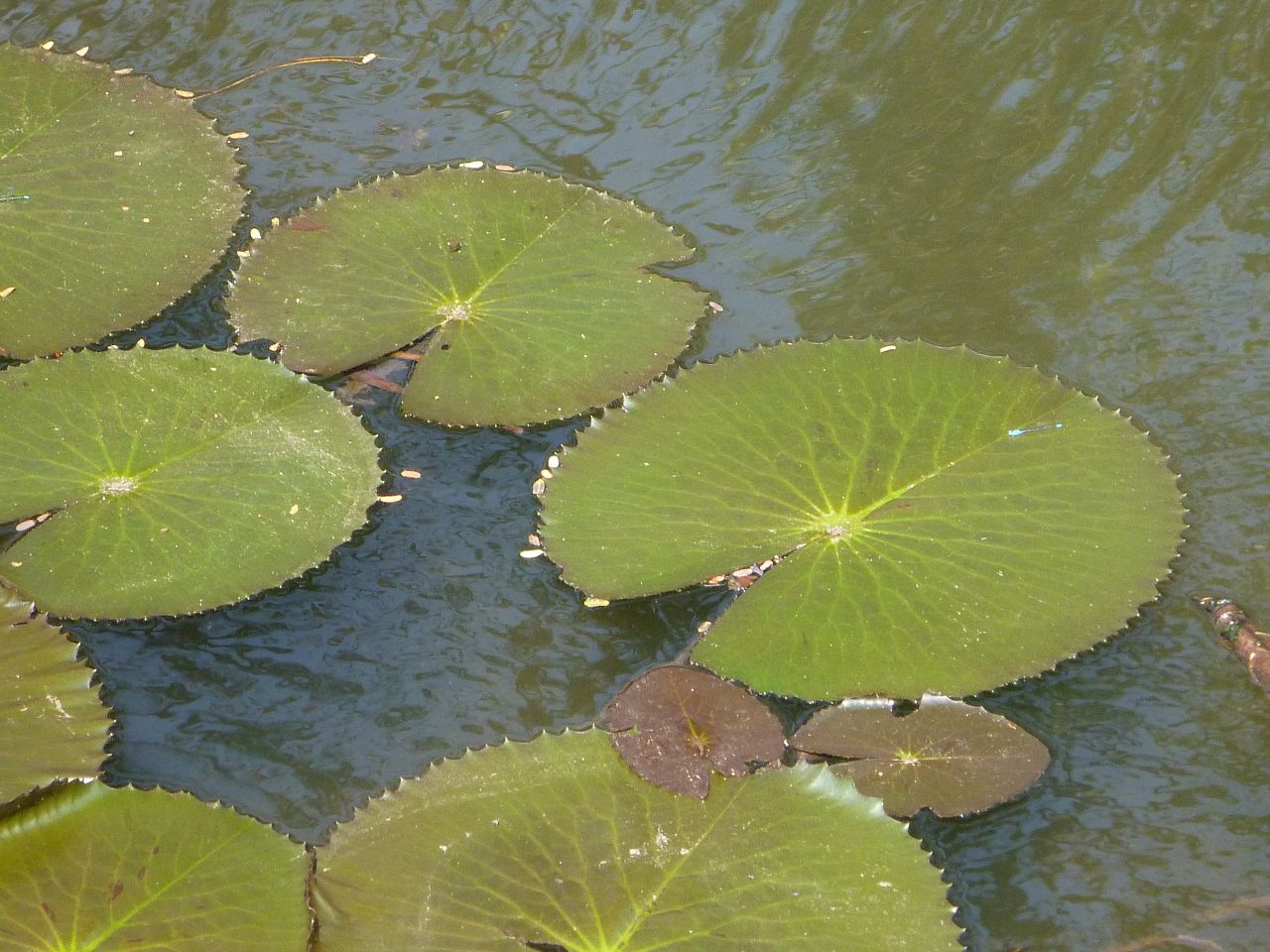 Lotus Leaves Water Stock Free