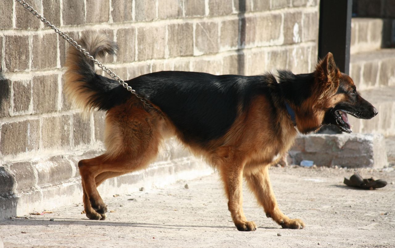 German Shephard Chained Stock Free