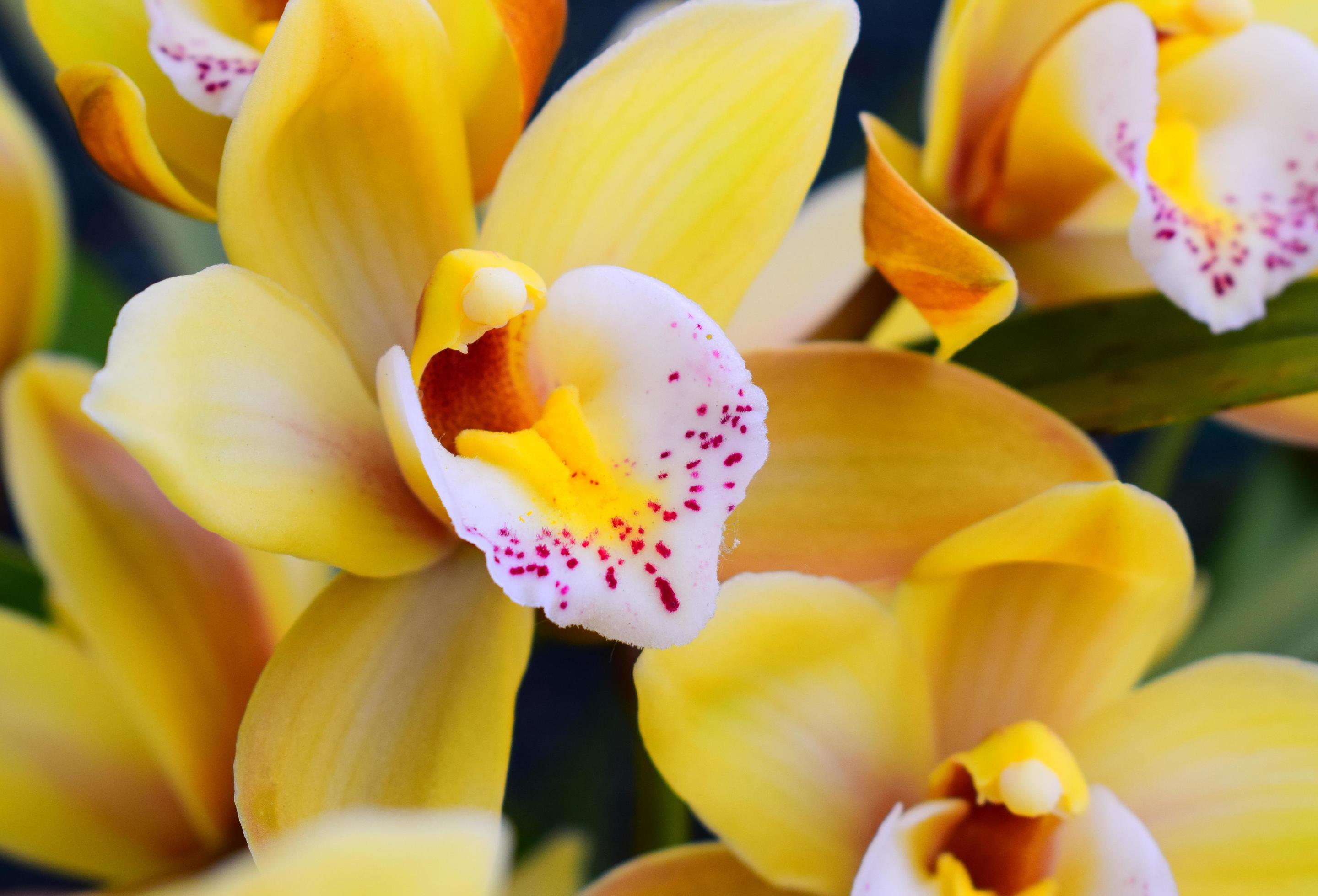 Close up of a yellow flower Stock Free