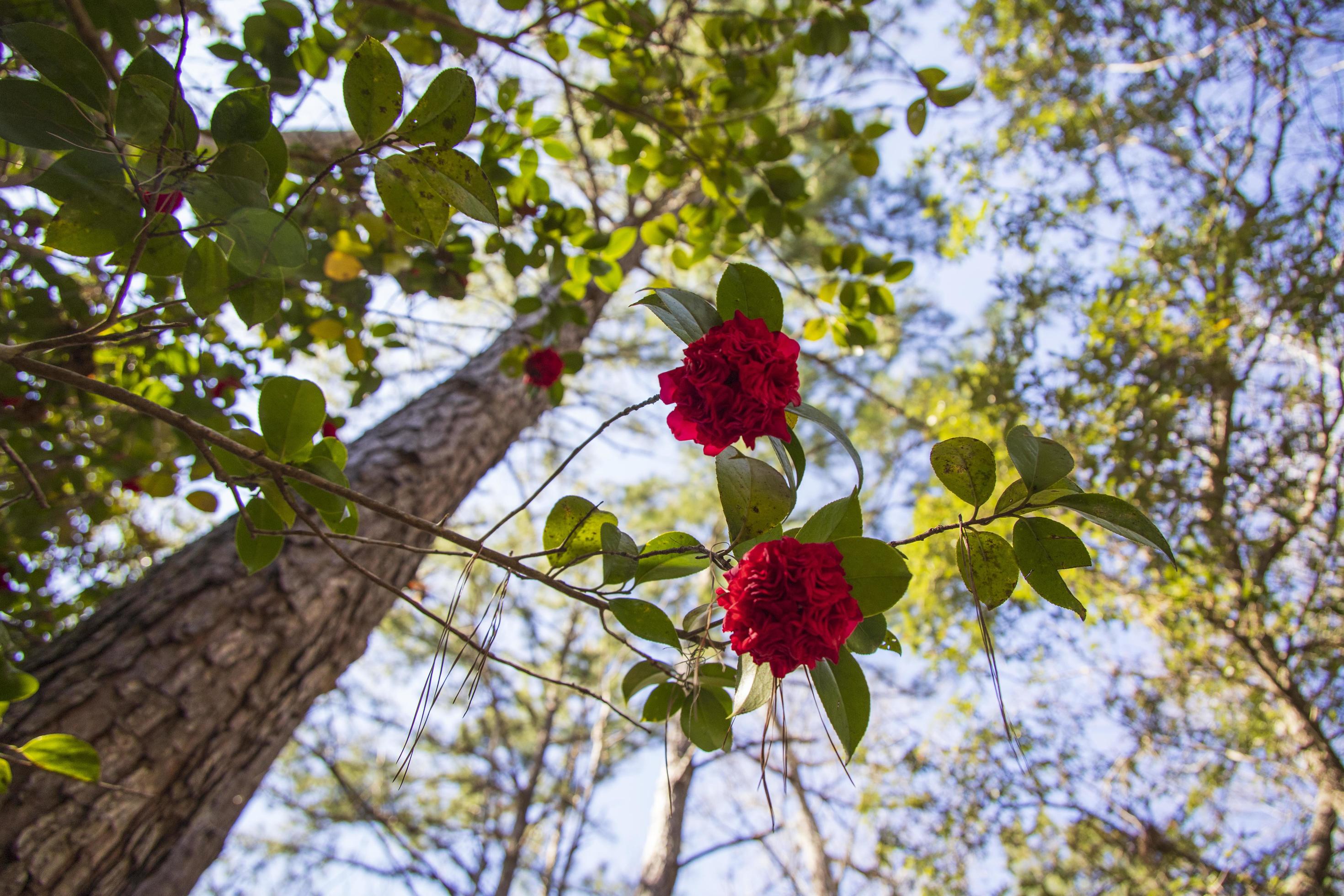 Pink flower blossoms on a plant in spring Stock Free