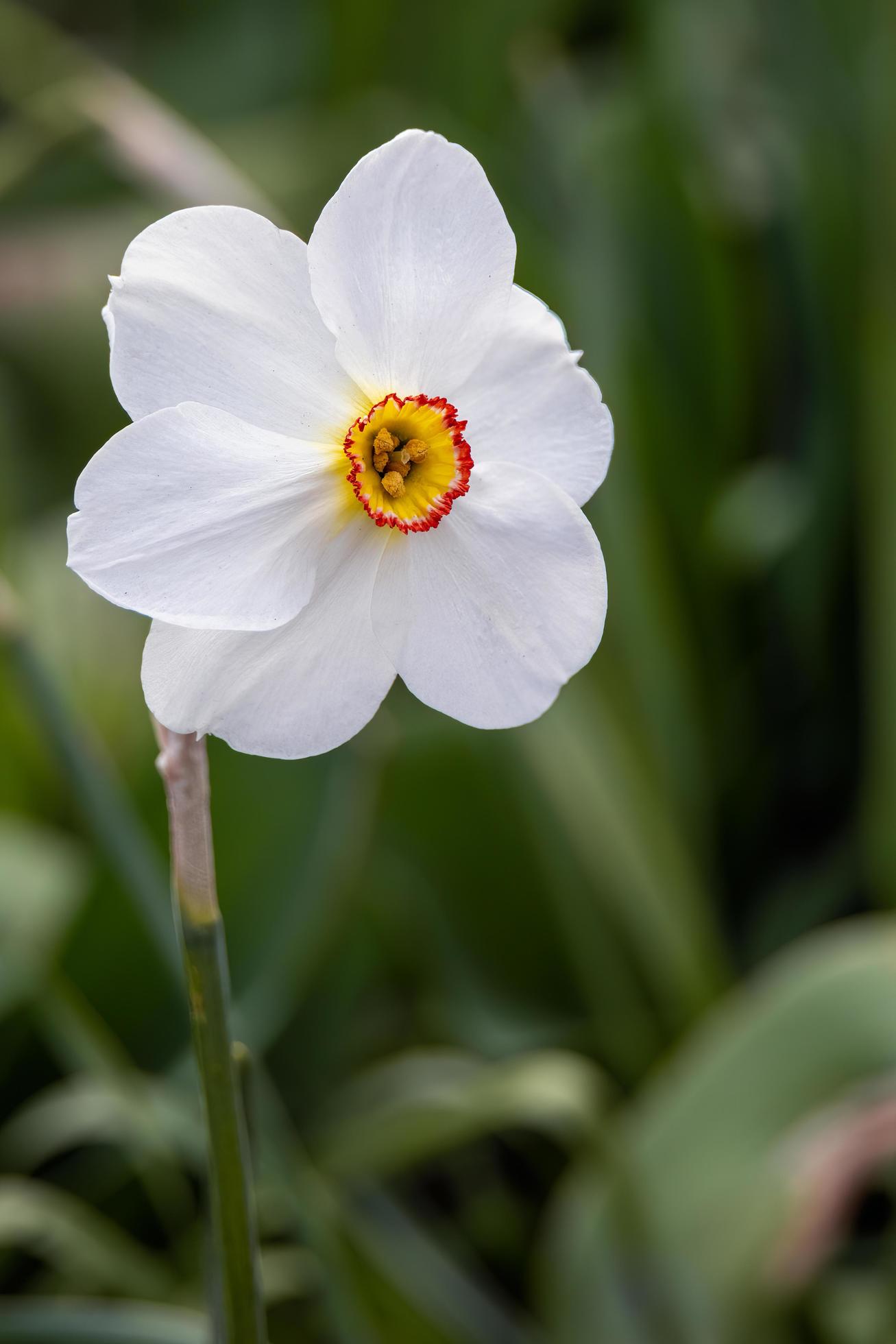 Pheasants-eye Daffodil flowering in springtime Stock Free