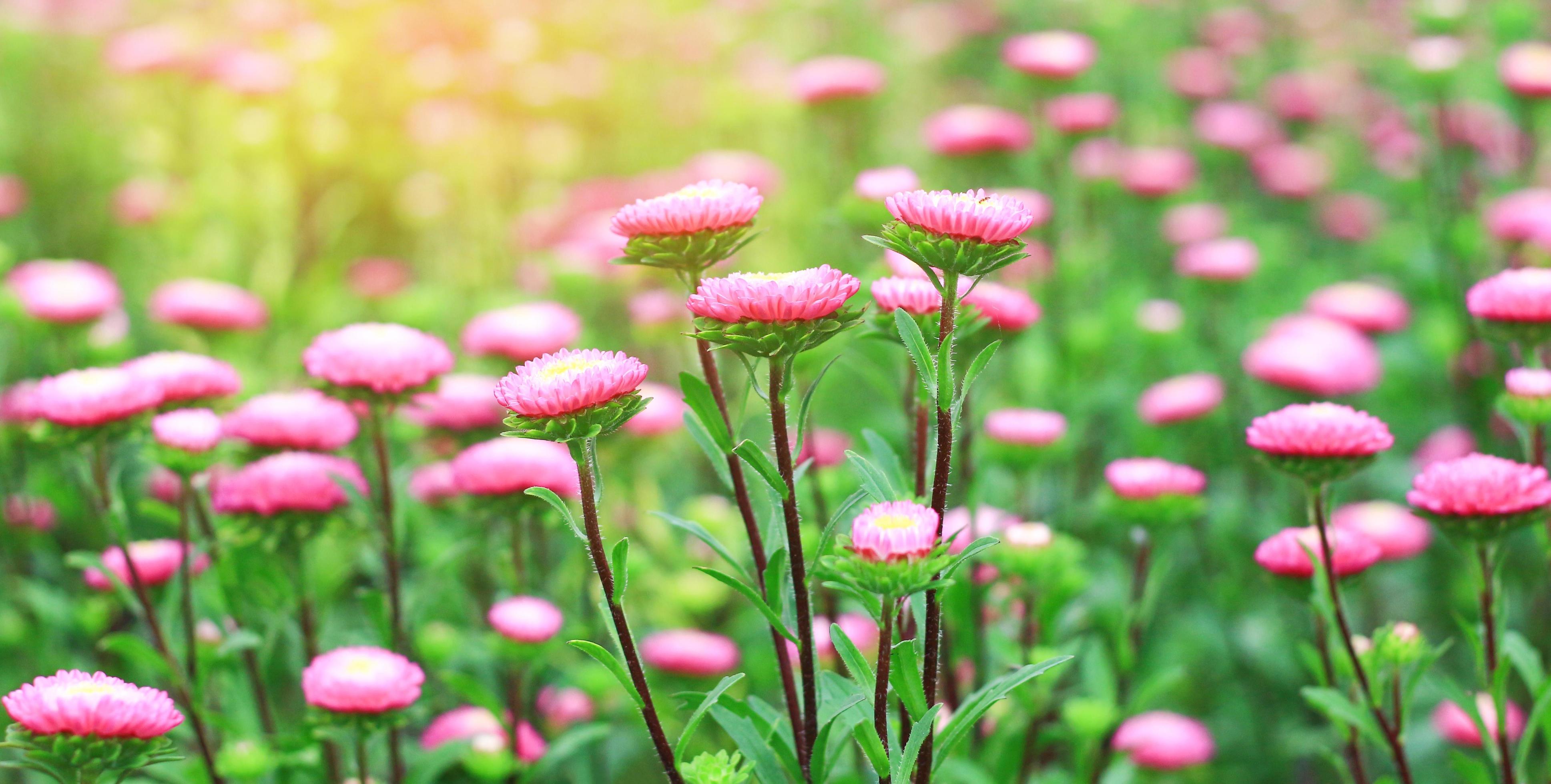 Red flowers blooming in the natural garden Stock Free