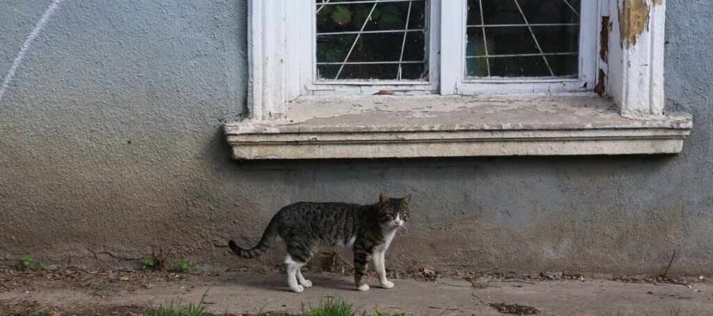 Cat of the Ukraine Stock Free