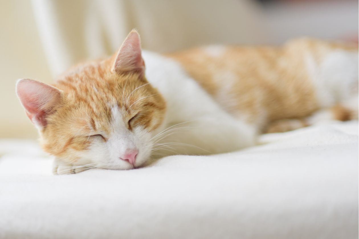 Ginger Cat Lying on Floor Stock Free