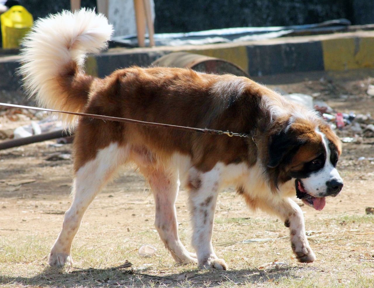 St Bernard Stock Free