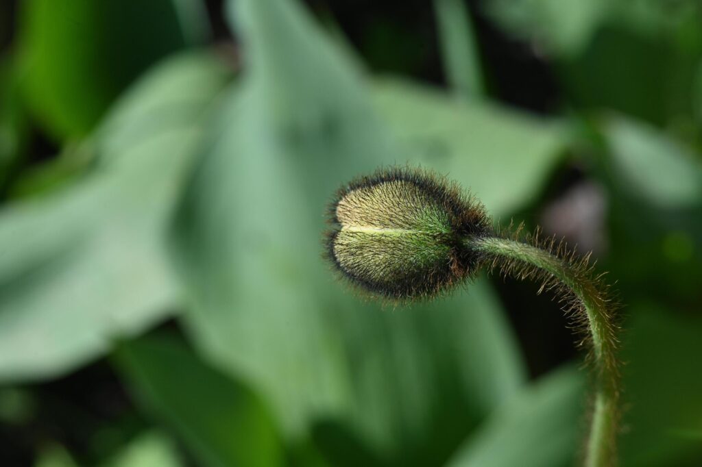 a large poppy bud on a green background Stock Free