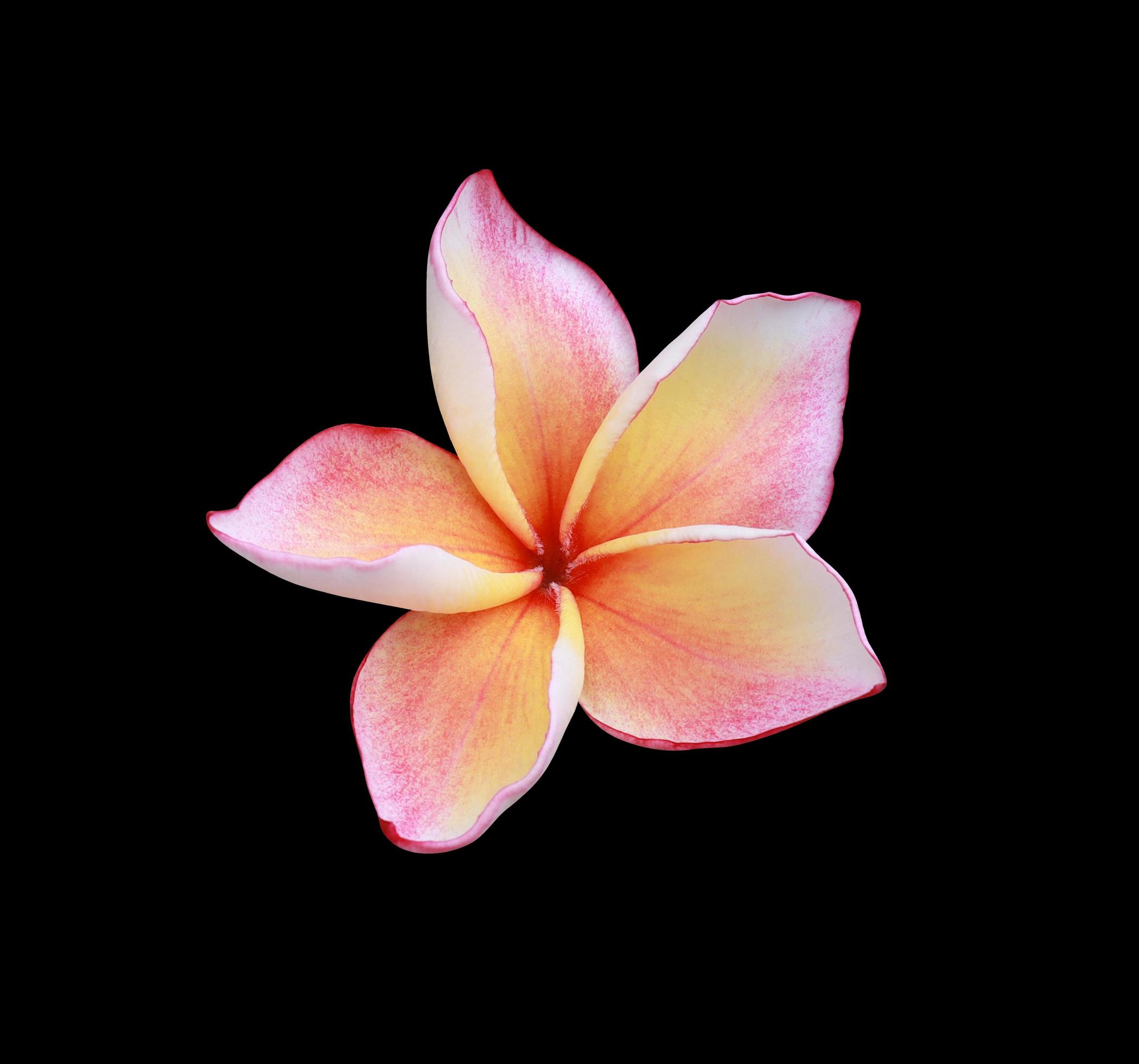 Plumeria or frangipani flower. Close up single pink-yellow plumeria flower isolated on black background. The side of frangipani flower. Stock Free