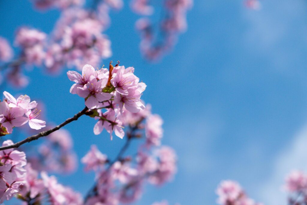 Cherry flowers blooming. Stock Free