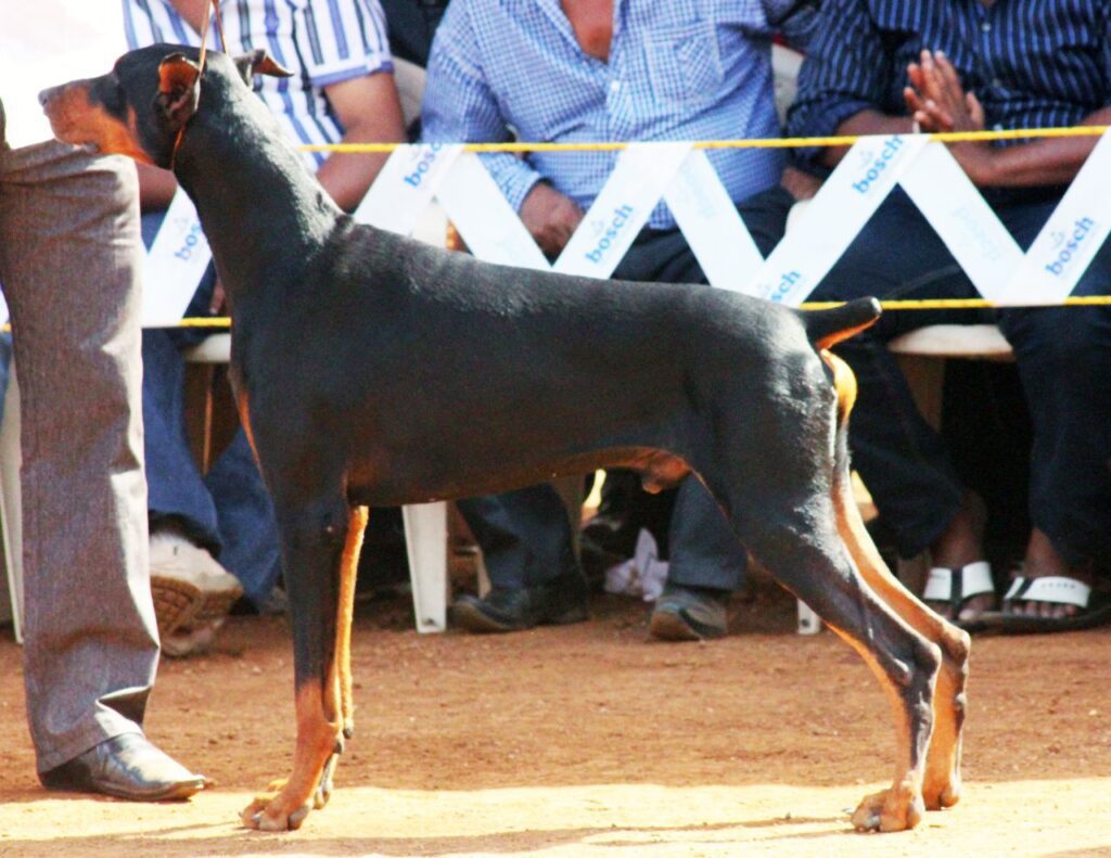 Doberman Pinscher Stock Free