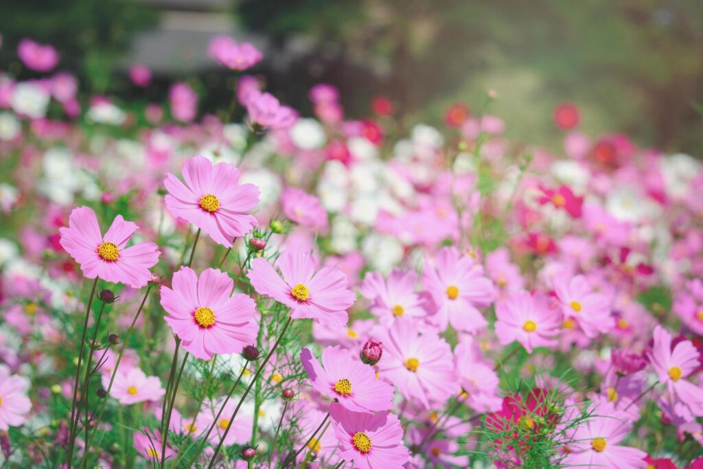 Pink cosmos flower blooming cosmos flower field, beautiful vivid natural summer garden outdoor park image. Stock Free