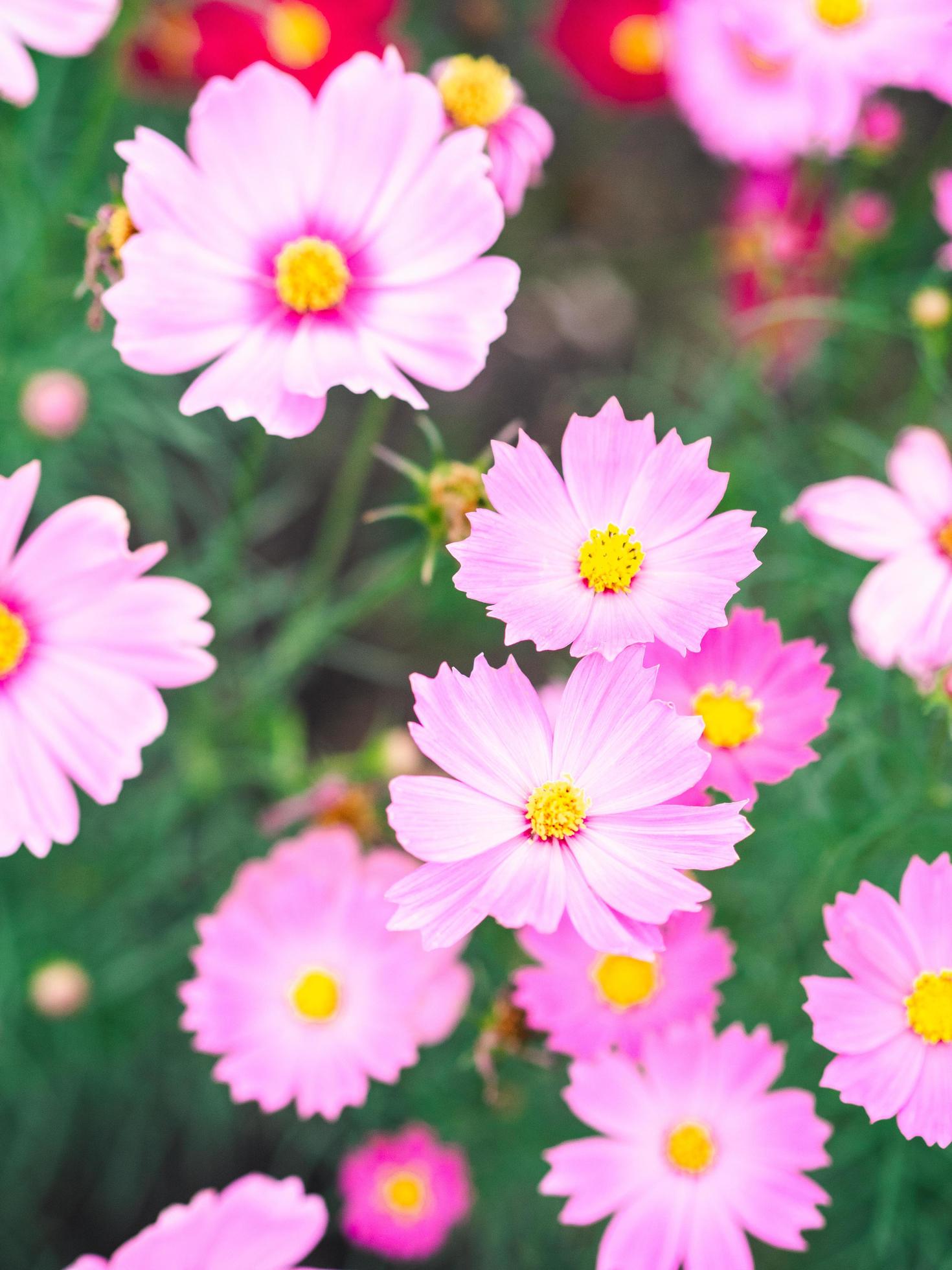 Pink cosmos flowers bloom in the garden Stock Free