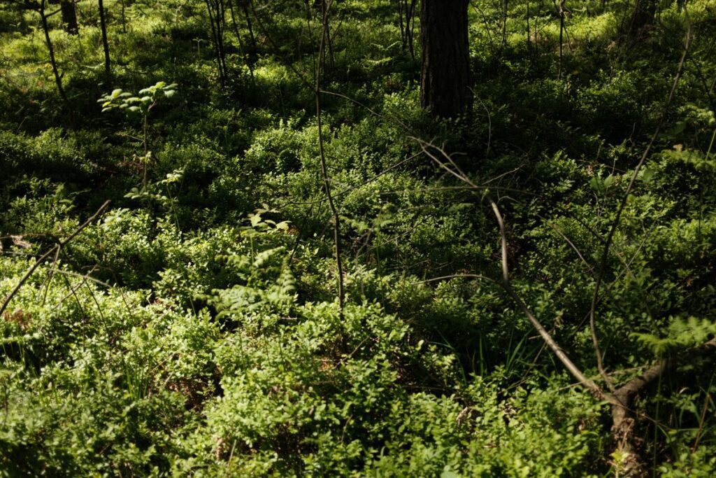 Whispers of the Woodland: A Photographic Journey Through Nature’s Textures Stock Free