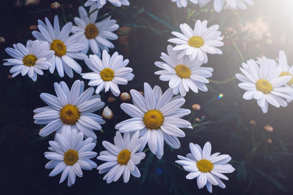 romantic white daisy flower in springtime Stock Free