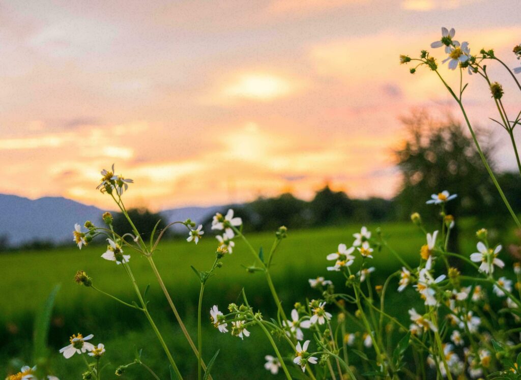 Nature green landscape sky background photo Stock Free