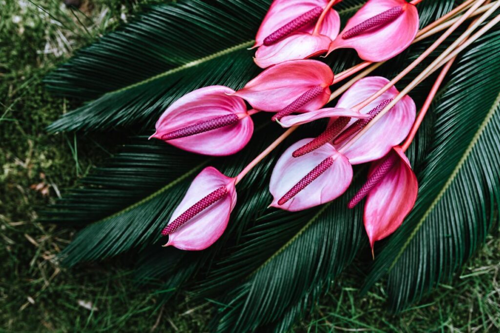 Colorful Exotic Flowers and Greenery Stock Free