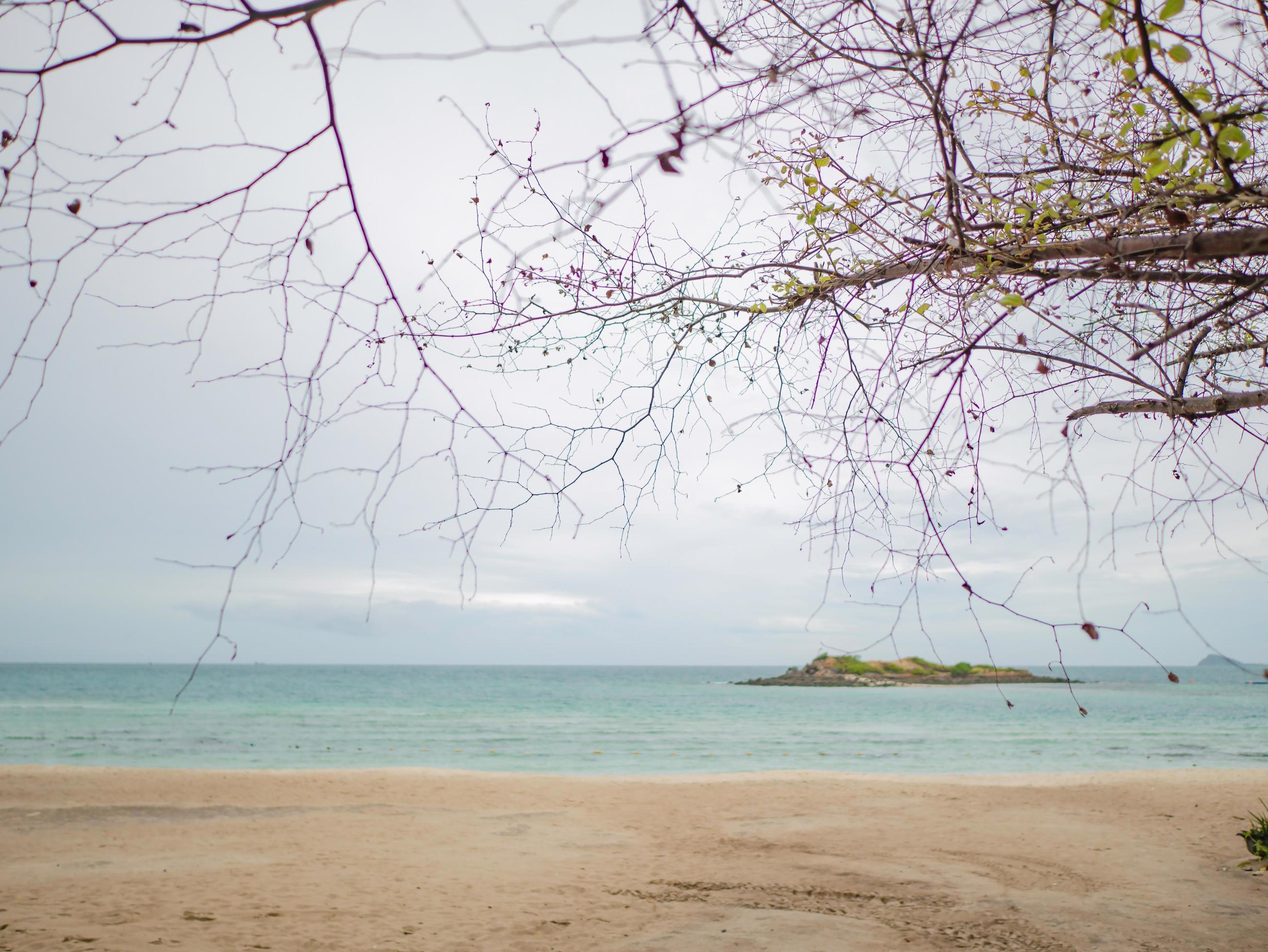 Beautiful Tree branch Nature beside tropical idyllic beach ocean and White cloud sky in vacation time Stock Free