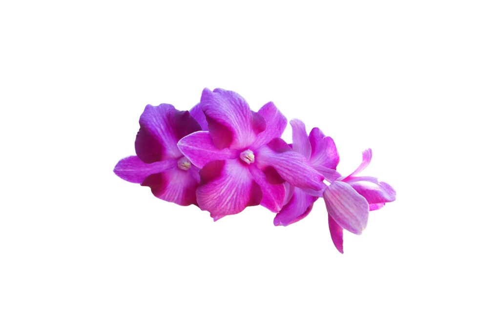 A cut-out of a Dendrobium bigibbum orchid flower on a white background with clipping paths. Stock Free