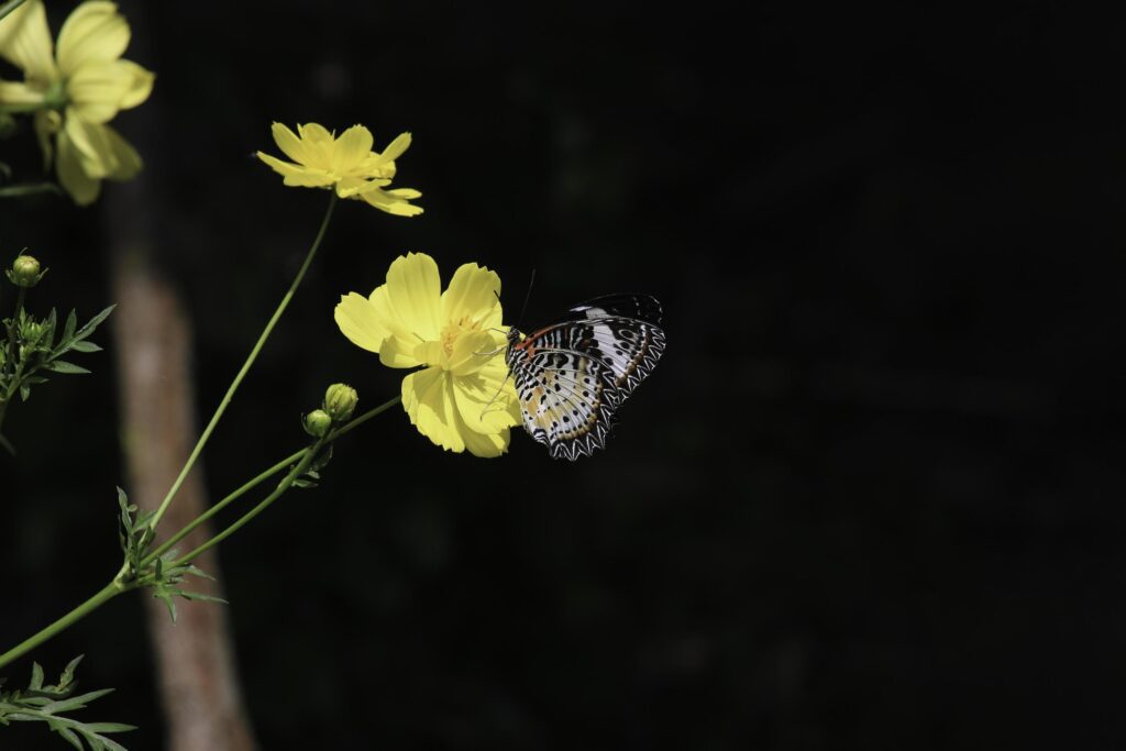 Butterfly butterfly on yellow cosmos flower in summer spring garden Stock Free