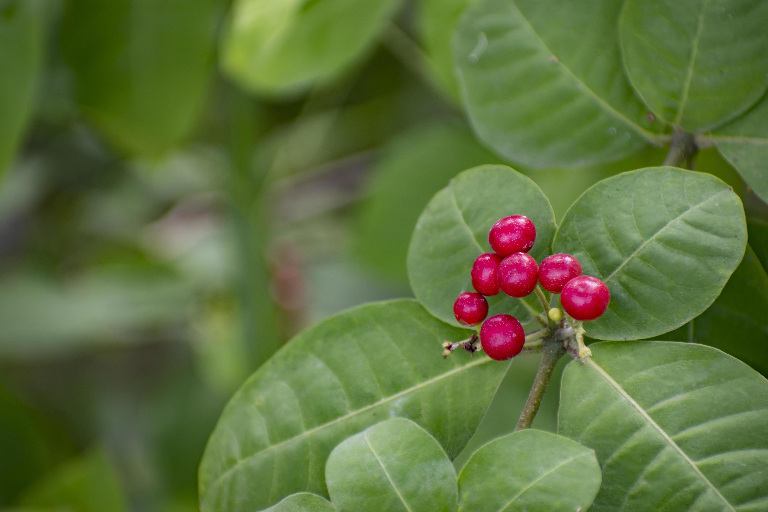 Wild Flower in Bangladesh. Stock Free