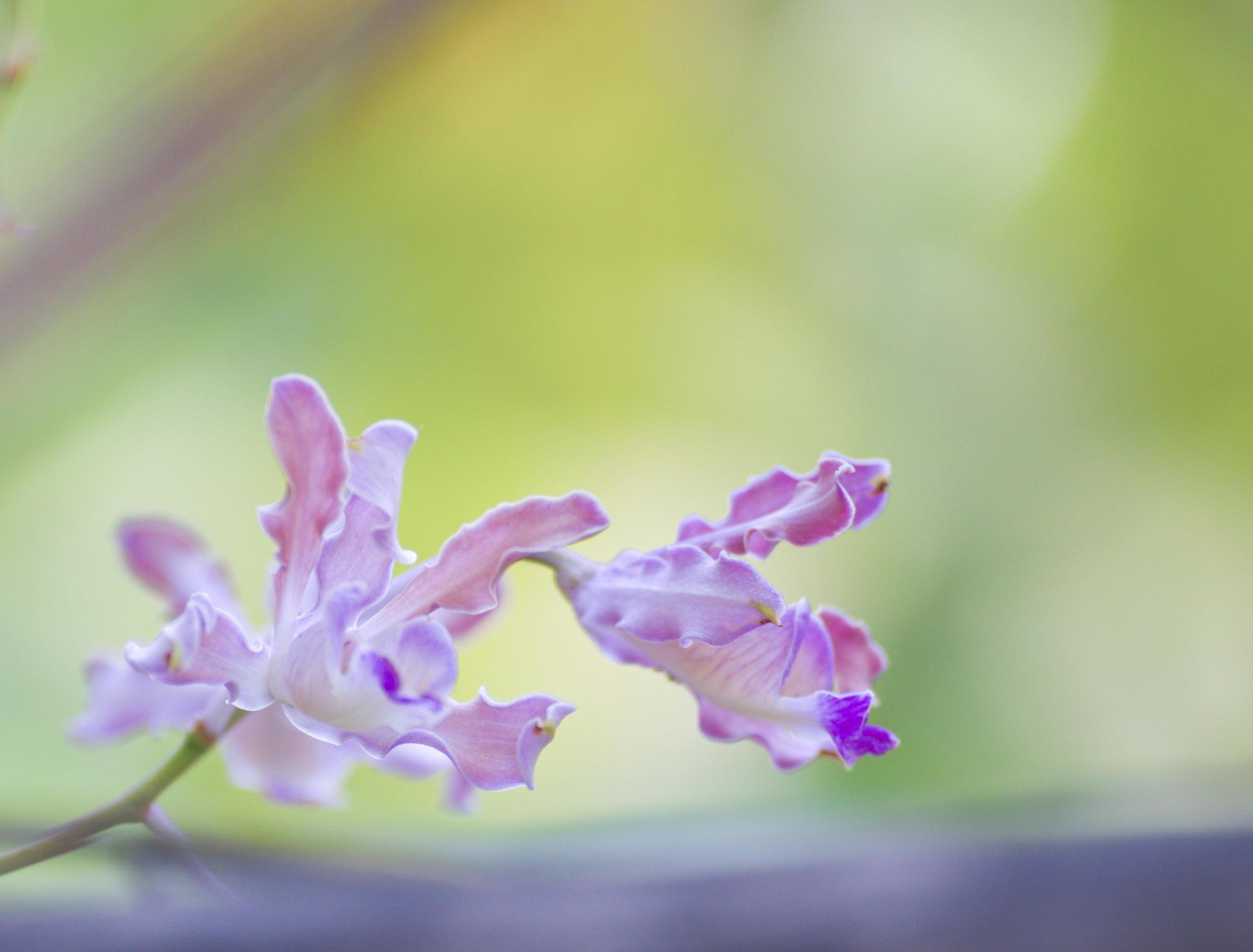 Close-up shot of purple flower in nature. Garden and Backyard. Stock Free