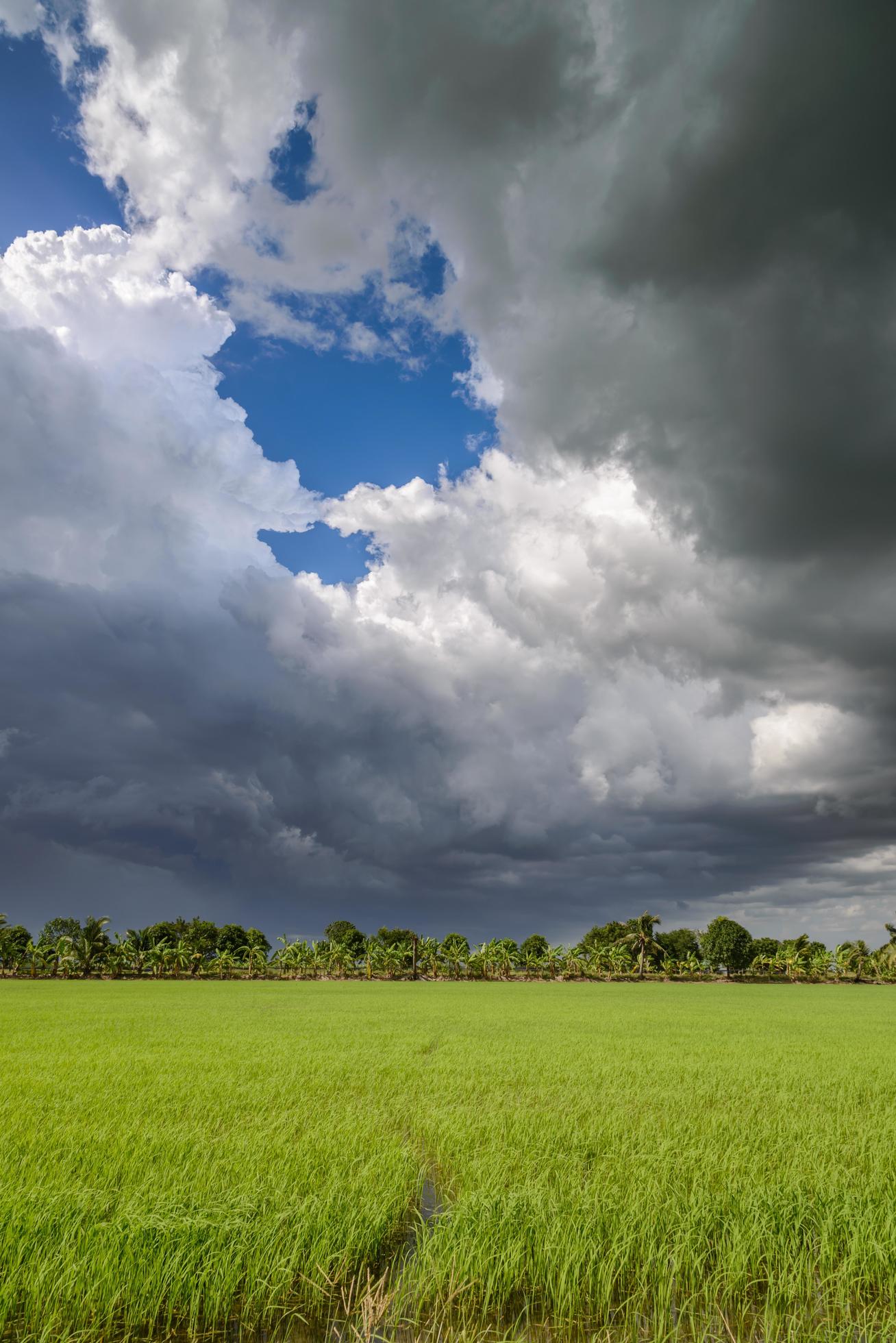 Dark clouds over rice field before rain storm. Natural background Stock Free