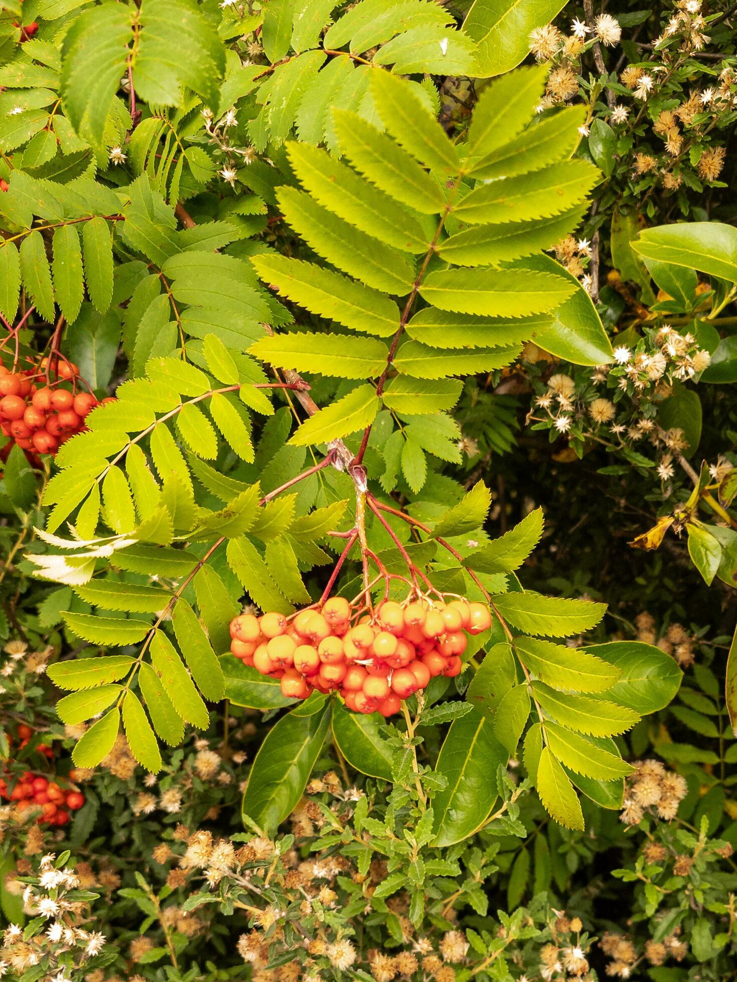 Rowan Bush and Flowers Stock Free