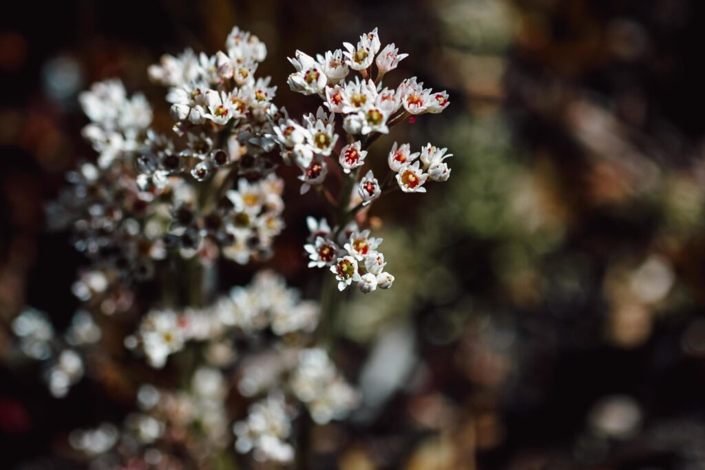 Small white flowers in tilt shift lens Stock Free