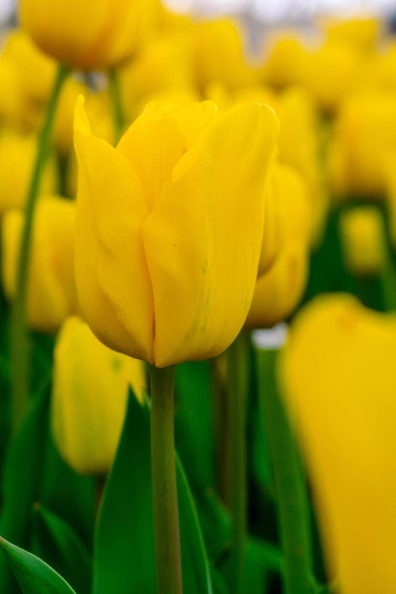 Background from many yellow tulips. Floral background from a carpet of yellow tulips. Stock Free