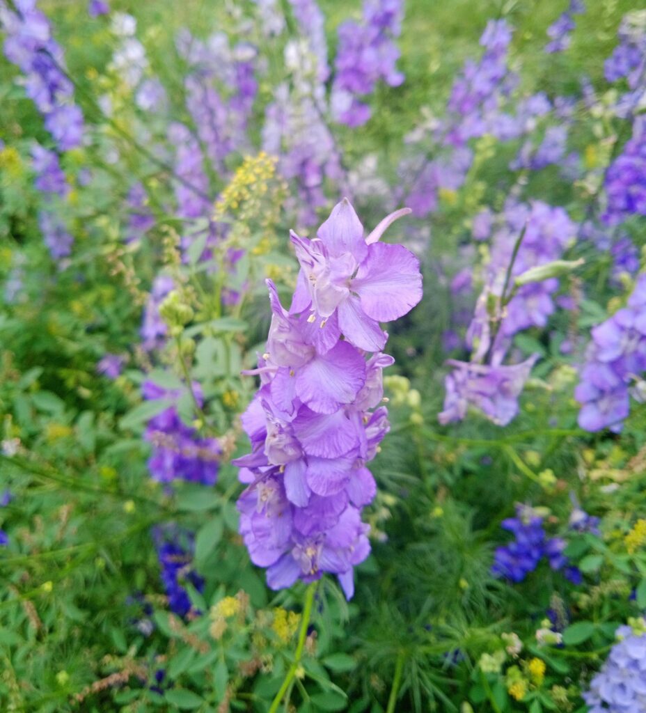 purple flower plant Stock Free