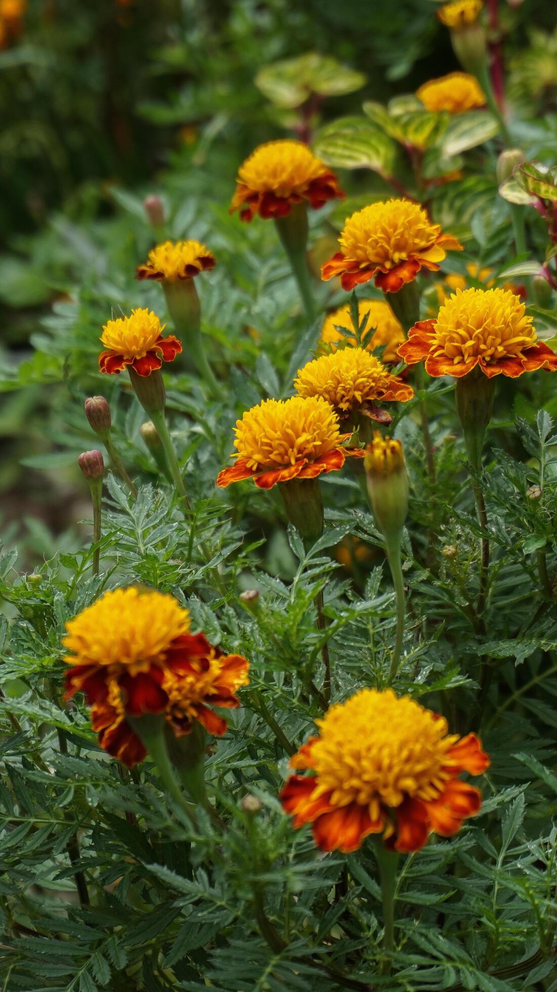 beautiful marigold flowers with nature background Stock Free