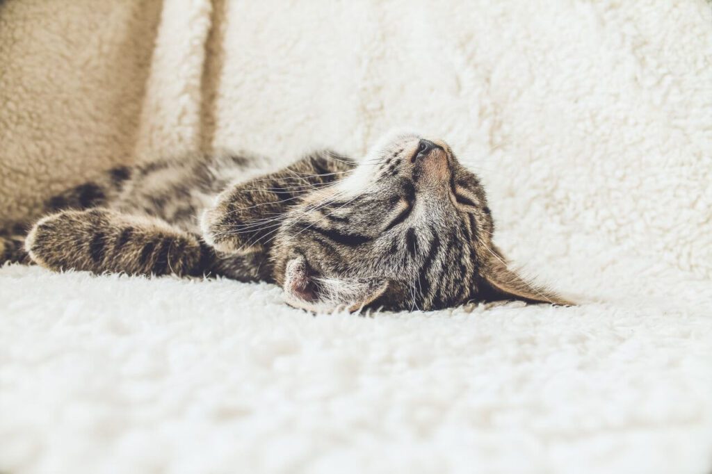 Brown Tabby Kitten Cat Sleeping Stock Free