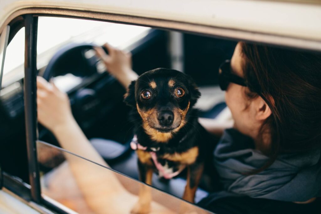 
									Woman in the car Stock Free