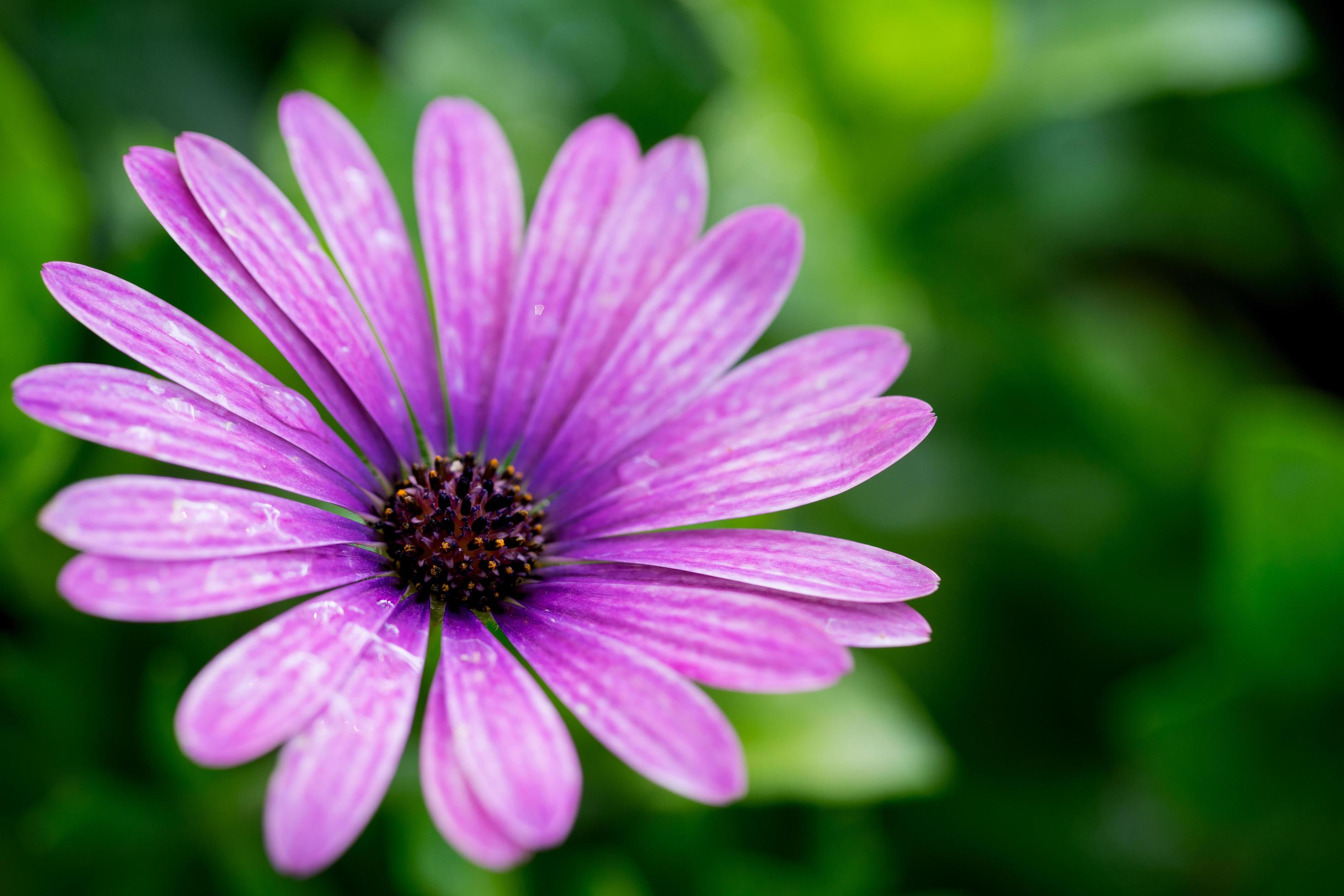 Close up macro beautiful pink flower Stock Free