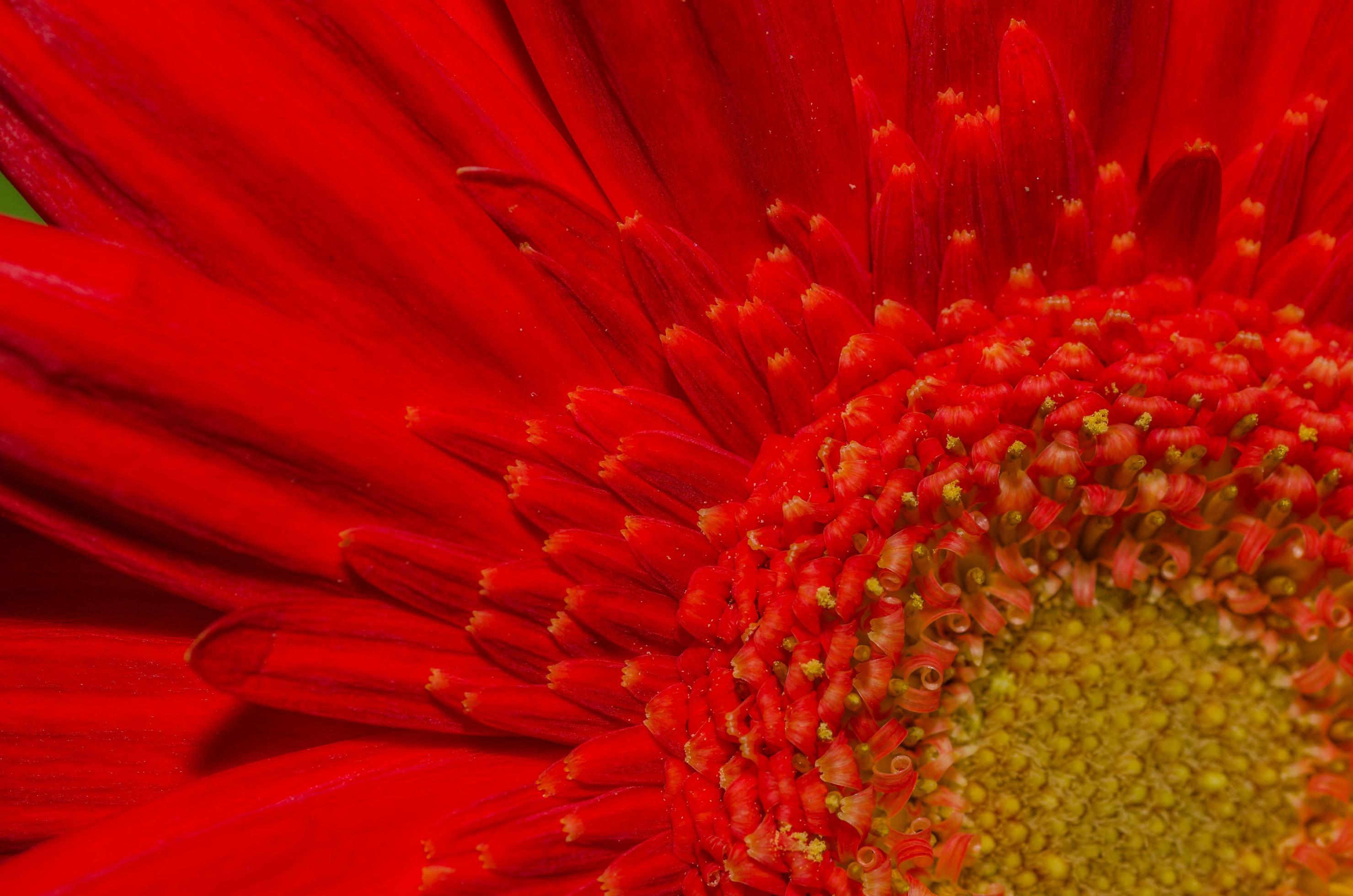 red flower detail view Stock Free