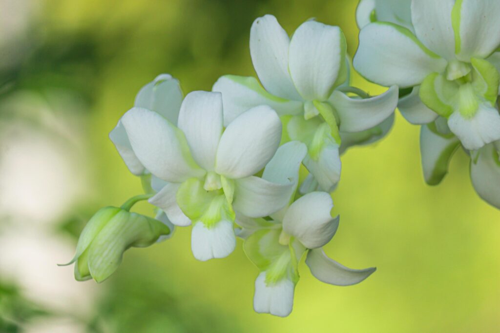 Beautiful white orchid natural background Stock Free