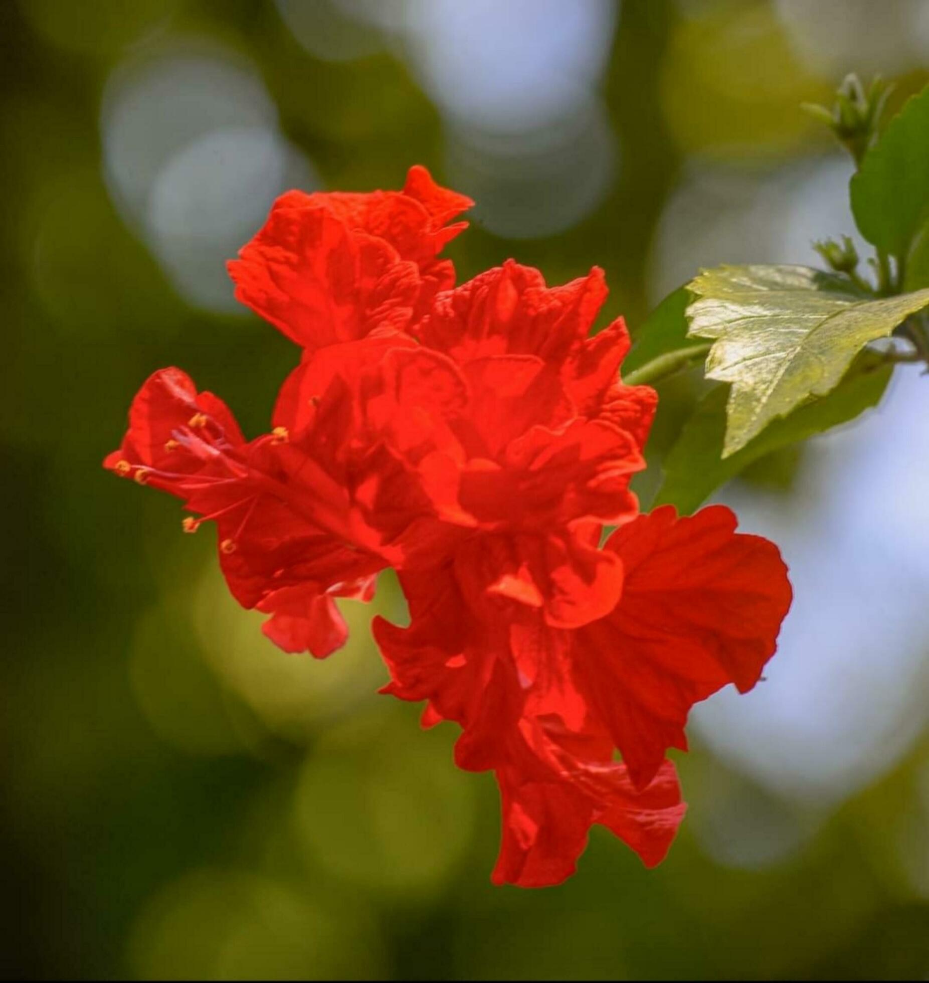 Beautiful blooming flower Stock Free