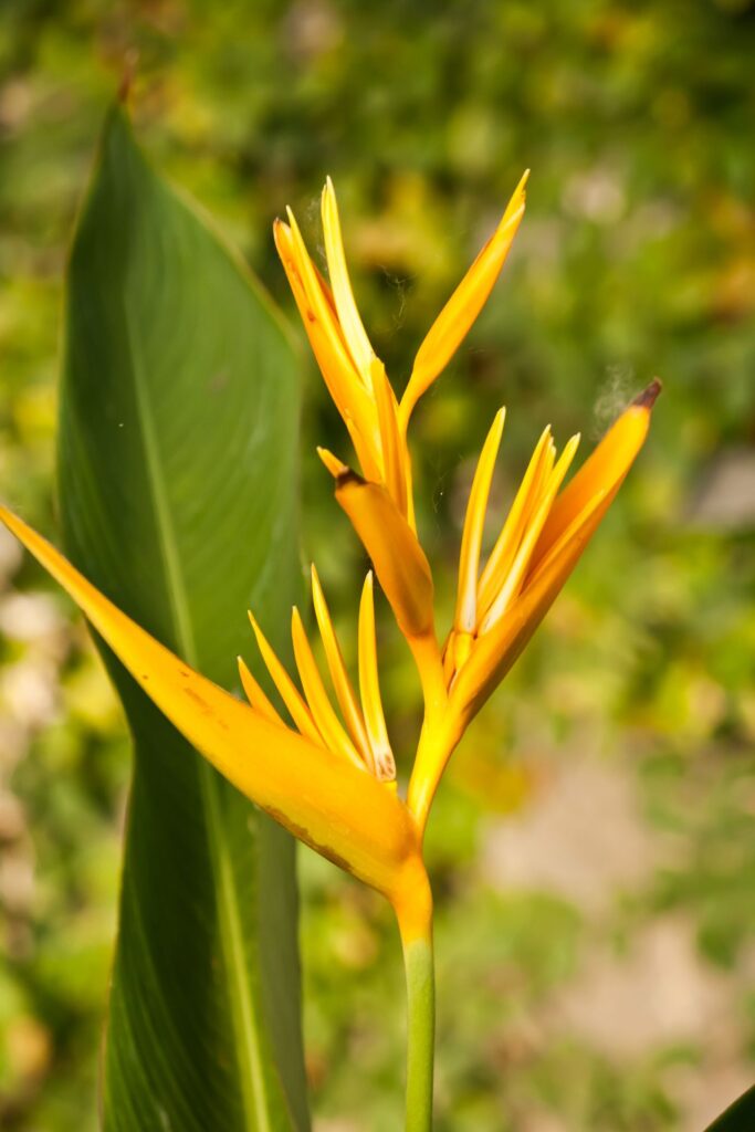 Yellow Flower Stock Free