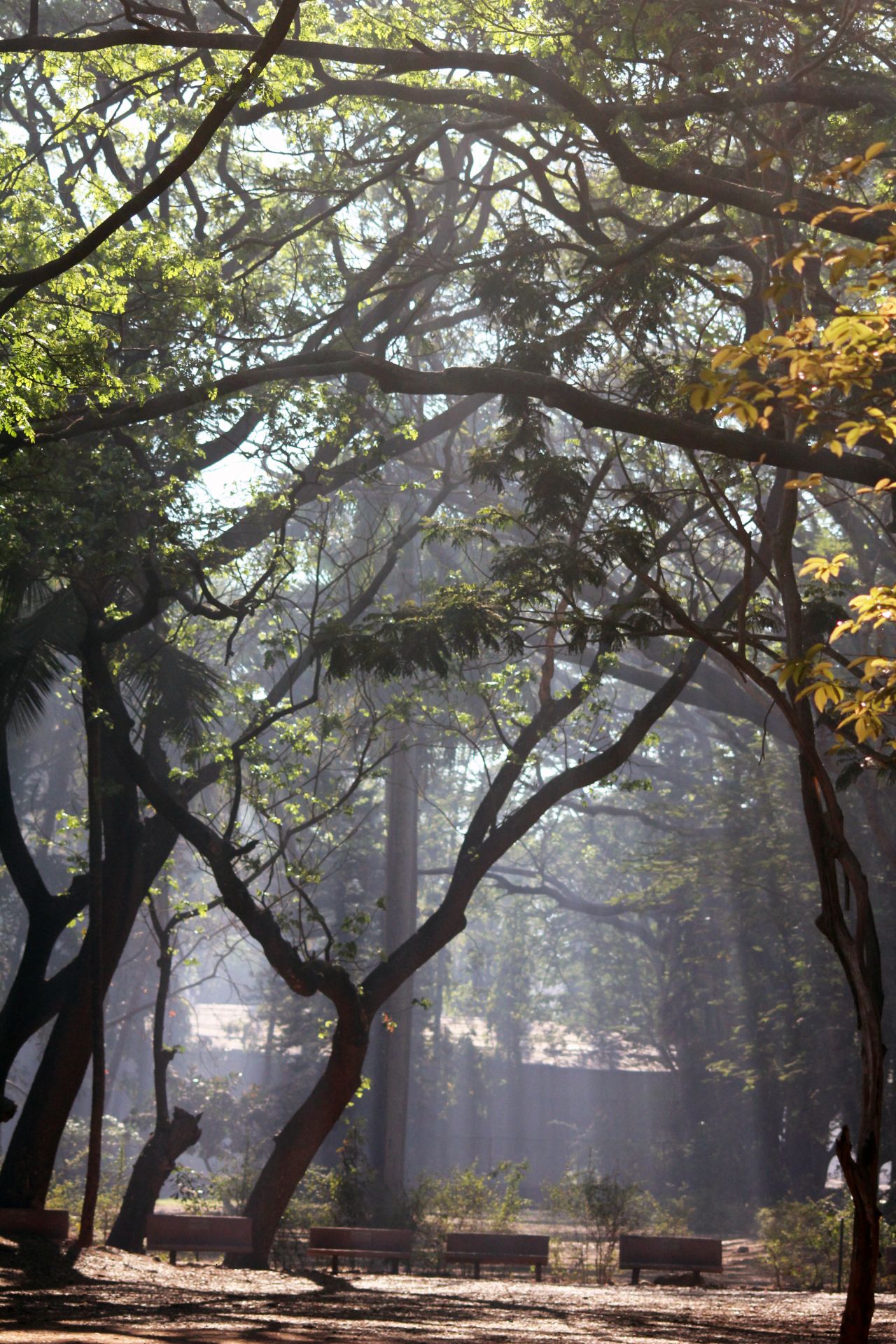 Public Park Trees Stock Free