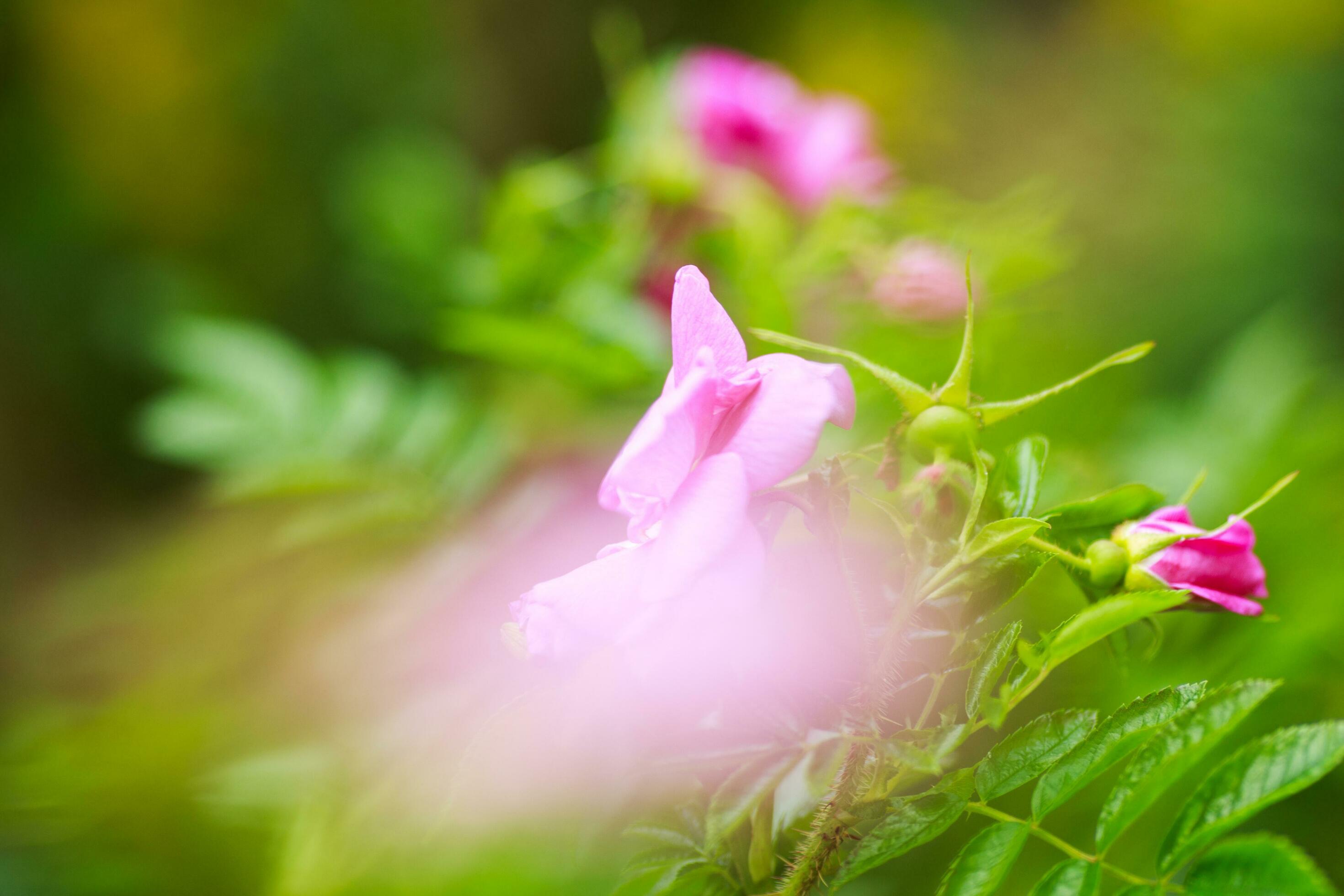 Flower close-up. Flower on a green background Stock Free