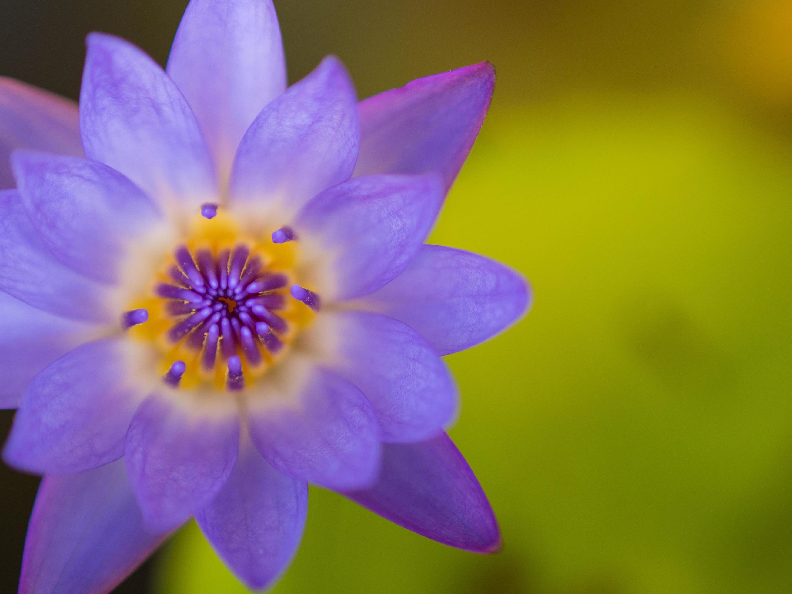 Closeup colorful beauty lotus flower blooming Stock Free