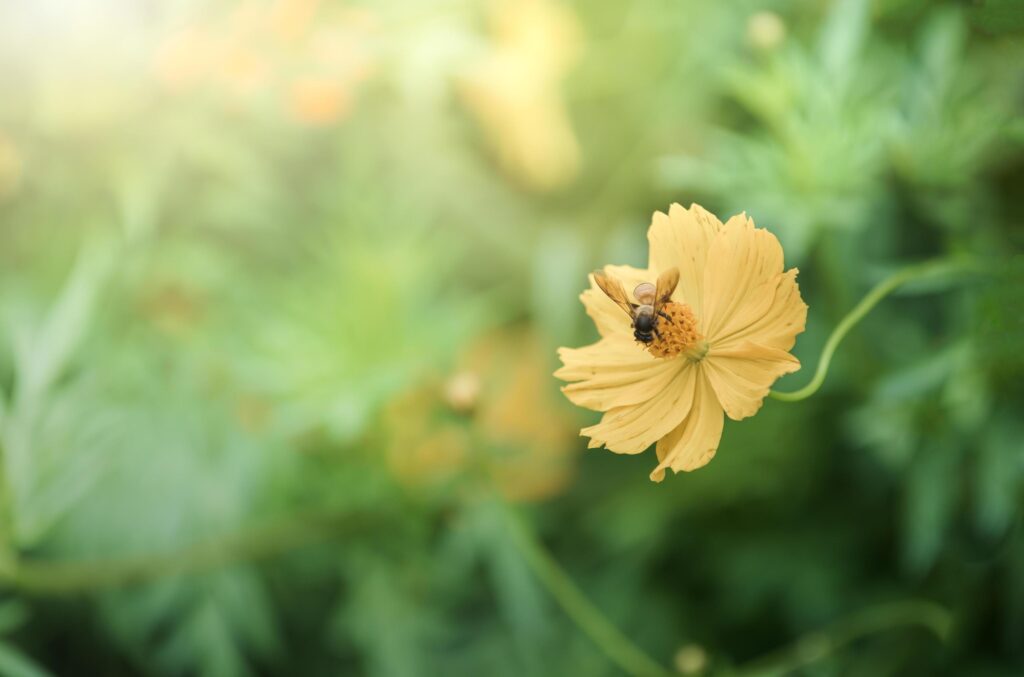 bee on yellow Cosmos flower with sun light Stock Free